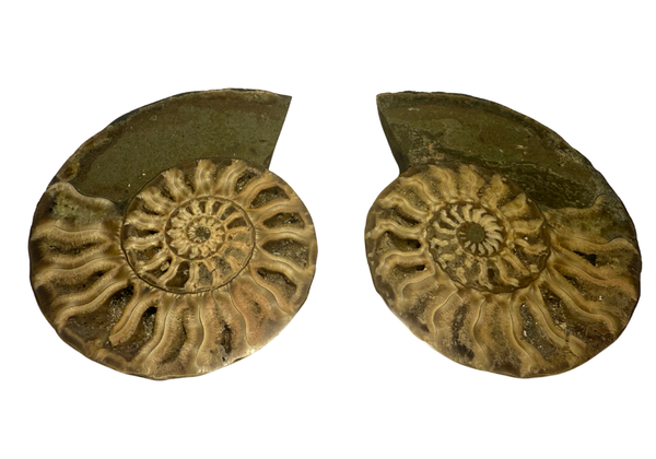 Genuine Polished Ammonite Fossil Half – Cretaceous, Madagascar, Authentic Specimen