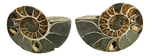 Ammonite Pair (AM5) - Split & Polished - Madagascar - 3-7/8 Inches