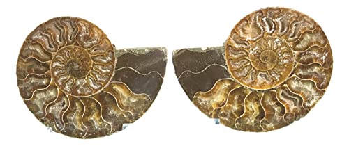 Ammonite Pair (AM7) - Split & Polished - Madagascar - 3-1/4 Inches