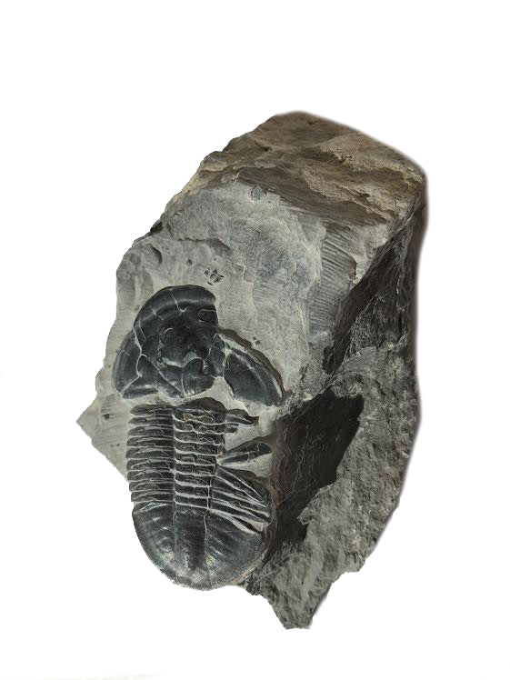 Genuine Elrathia Kinghi Trilobite Fossil 4" x 2 1/2" - dinosaursrocksuperstore