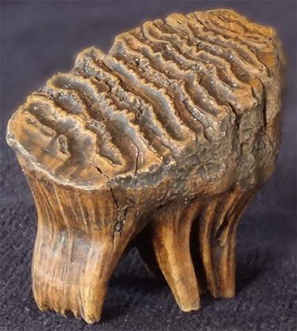 Baby Mammoth Tooth Replica - dinosaursrocksuperstore