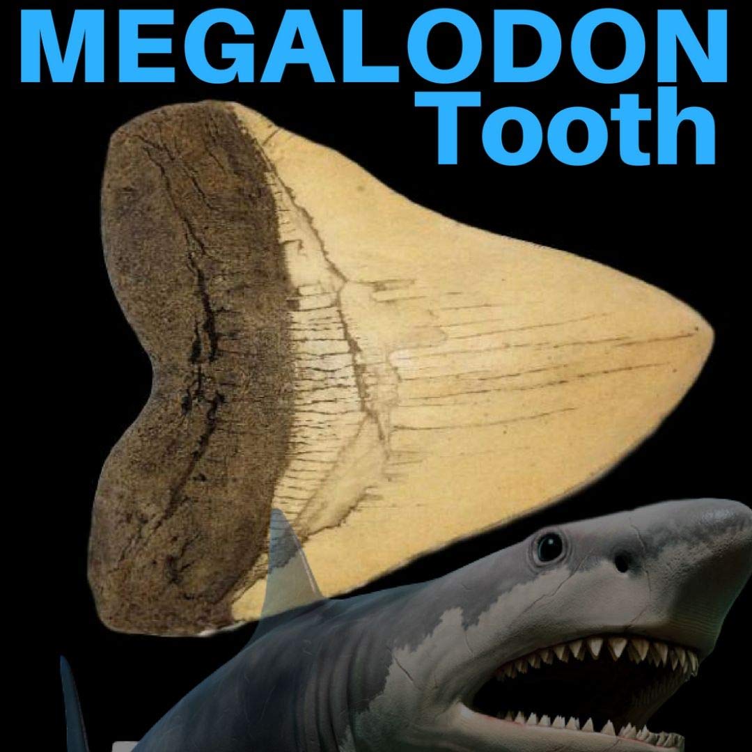Megalodon Shark Tooth White Cast Replica & Genuine Fossil Meg Tooth Partial - dinosaursrocksuperstore