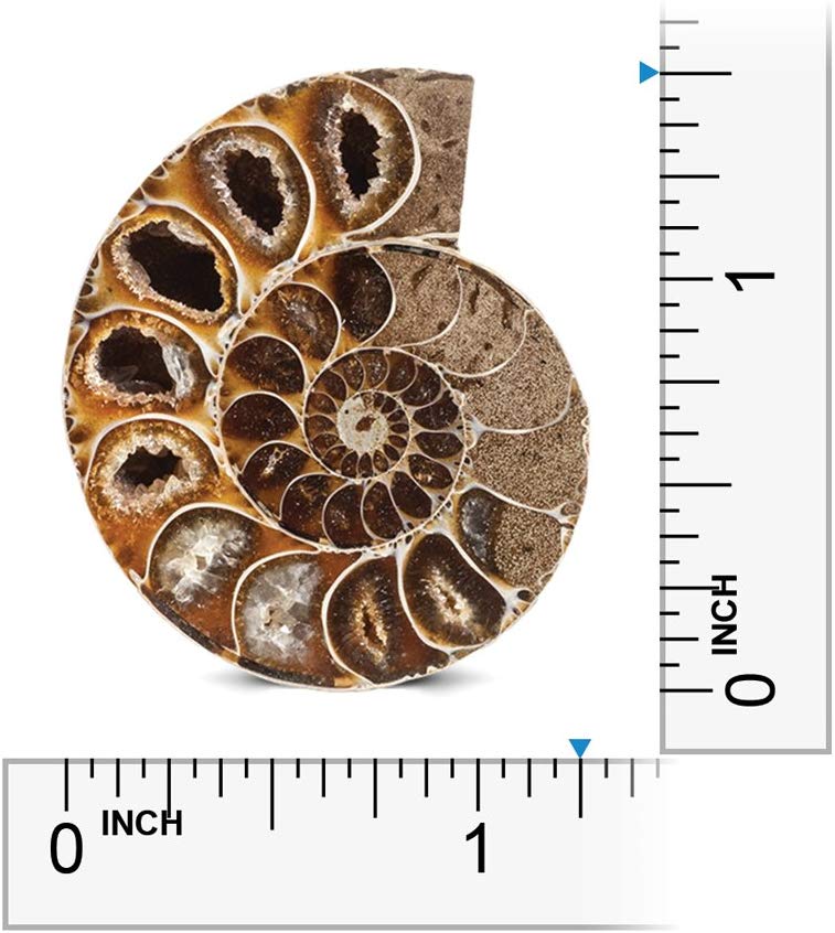 Extinct Natural Ammonite Shell Pair Fossil Stone - Madagascar - dinosaursrocksuperstore
