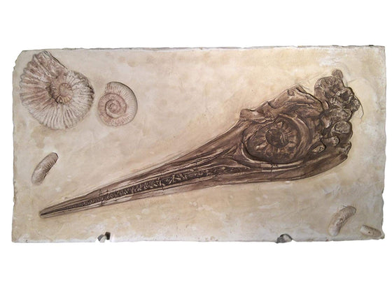 Icthyosaur Skull & Ammonite - dinosaursrocksuperstore