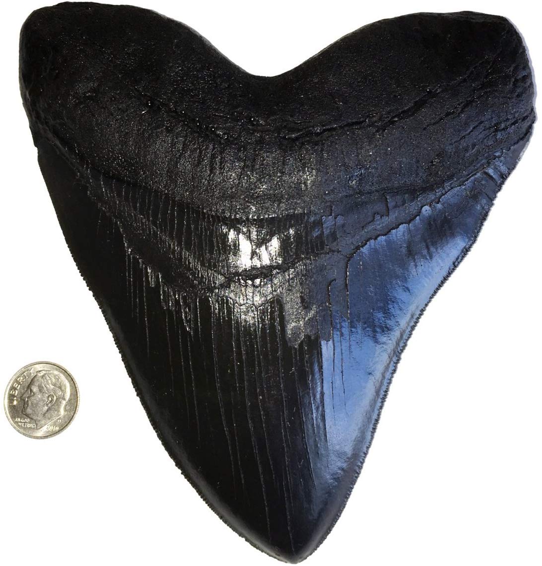 5.5" Black Megalodon Tooth Replica with Serrations - dinosaursrocksuperstore