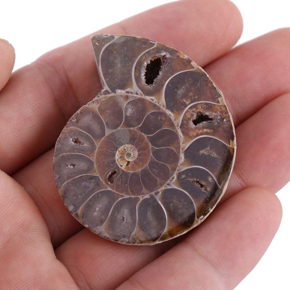2pcs Shell Fossil Specimen Ammonite Madagascar Extinct Natural Stones and Minerals for Basic Biological Science Education (4cm) - dinosaursrocksuperstore