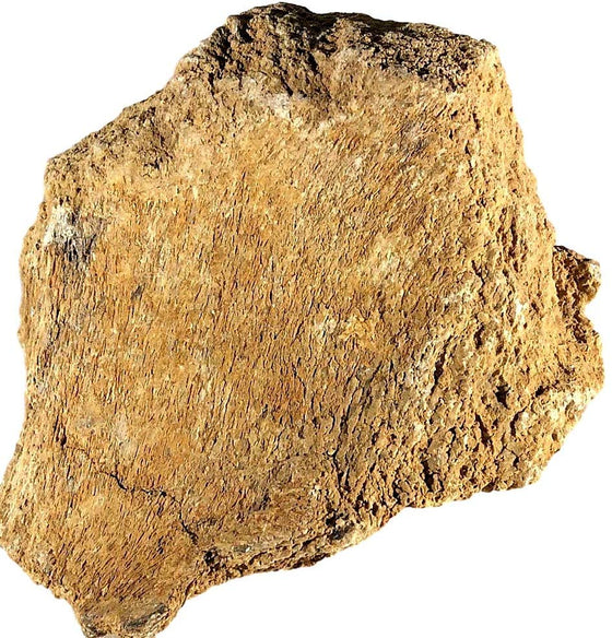 Dinosaur Bone Fossil Specimen #21 - dinosaursrocksuperstore