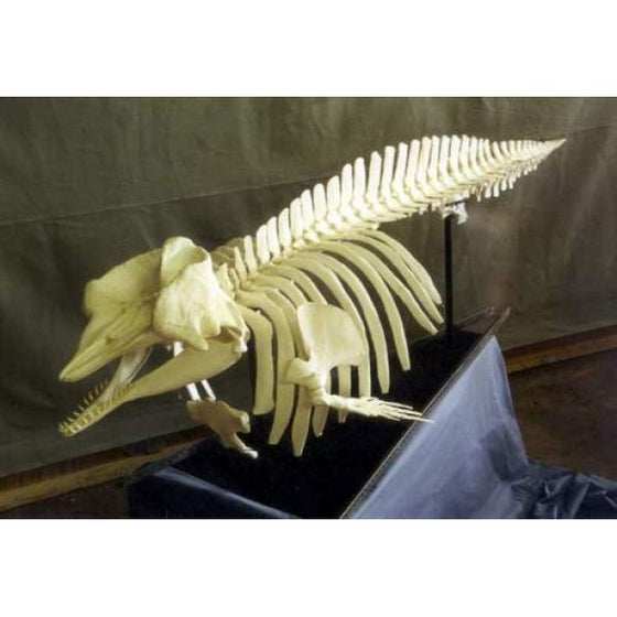 Pygmy Sperm Whale Skeleton Replica Articulated - dinosaursrocksuperstore