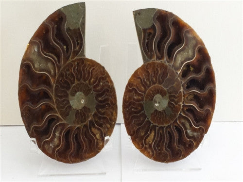 Genuine Ammonite Fossil Pair: Split & Polished - from Madagascar (11) - dinosaursrocksuperstore