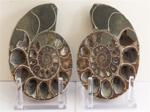 Genuine Ammonite Fossil Pair: Split & Polished - from Madagascar (8) - dinosaursrocksuperstore