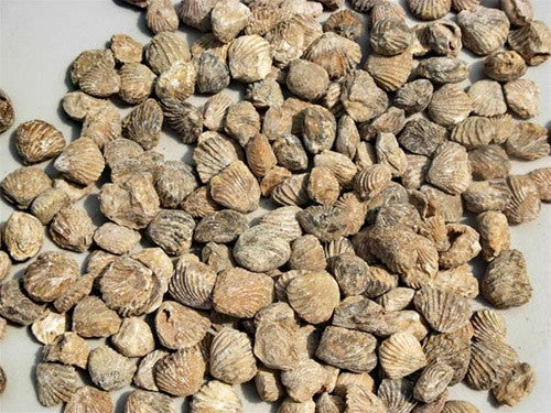 Bulk Fossils: Fossil Clam (Genuine Brachiopod)) Fossils by the pound - dinosaursrocksuperstore
