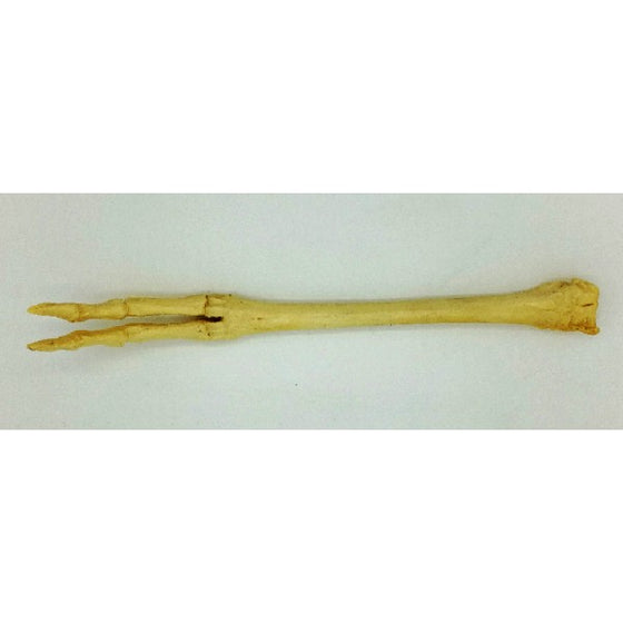 American Pronghorn Front foot - dinosaursrocksuperstore