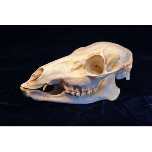 高品質！ キバノロ ♂ （Chinese Water Deer）頭骨 Chinese Water Deer Skull - Etsy