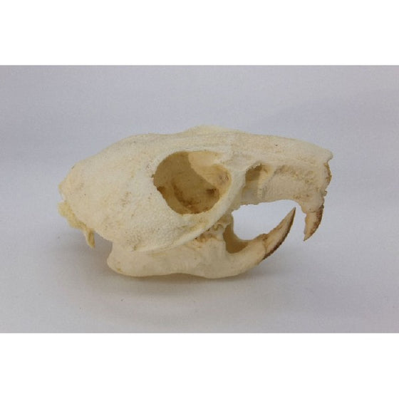 Maned Crested Rat Skull - dinosaursrocksuperstore