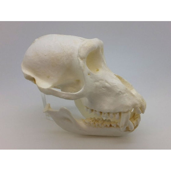 Crab-eating Macaque Male Skull - dinosaursrocksuperstore