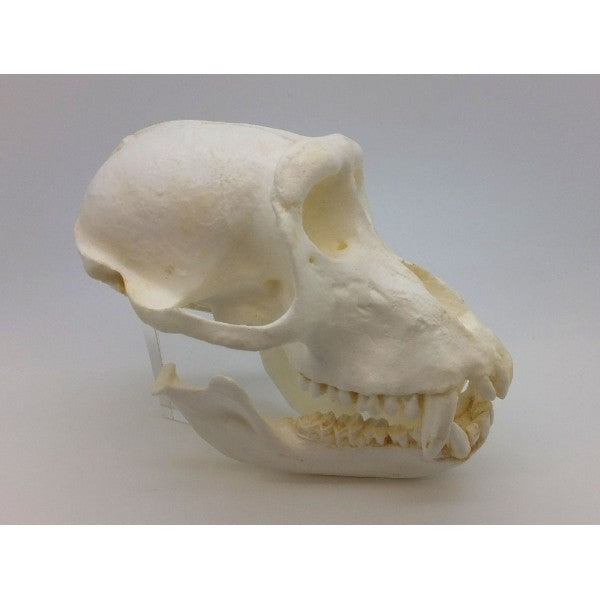 Crab-eating Macaque Male Skull Replica | DINOSAURS ROCK SUPERSTORE