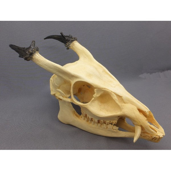 Reeve's Muntjac Male Skull Replica | DINOSAURS ROCK SUPERSTORE