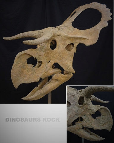 Centrosaur - Cast Dinosaur Skull Replica - dinosaursrocksuperstore