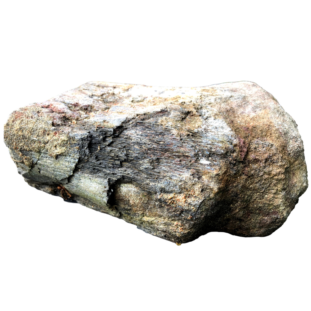 Dinosaur Bone Fossil Specimen