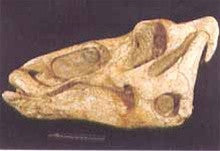 Edmontosaurus Dinosaur Fossil Replica Skull - dinosaursrocksuperstore