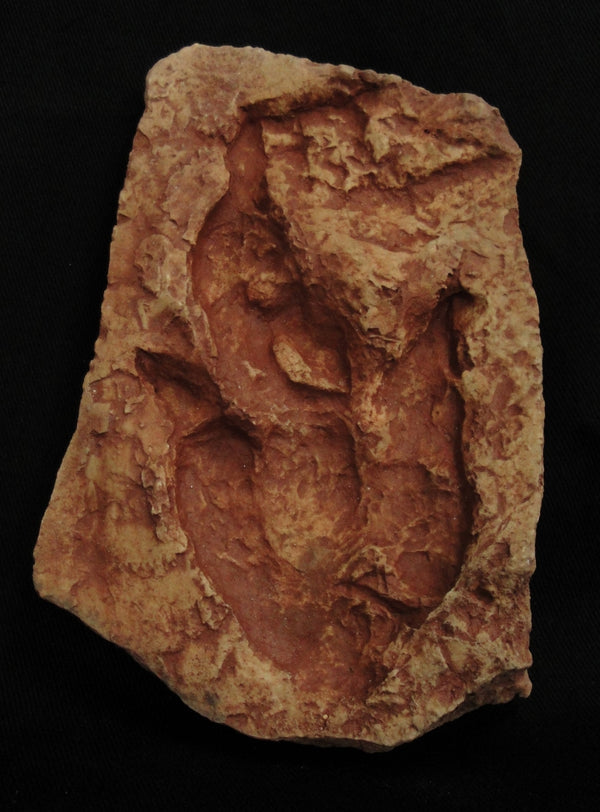 Grallator Dinosaur Footprint Fossil Replica - 6x7 Inch Cast From Real Fossil - Perfect Dinosaur Gift For Kids & Collectors