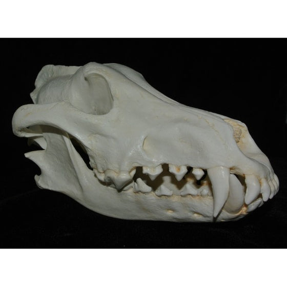 Alaskan Wolf Skull - dinosaursrocksuperstore