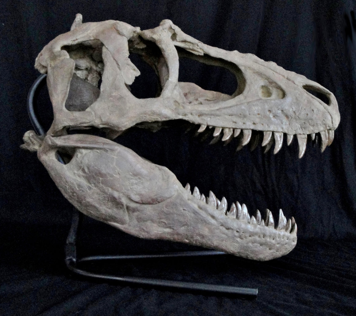 Juvenile Tyrannosaur Skull Teratophoneus Replica - dinosaursrocksuperstore