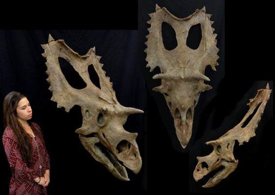 Juvenile Utahceratops Skull Replica - dinosaursrocksuperstore