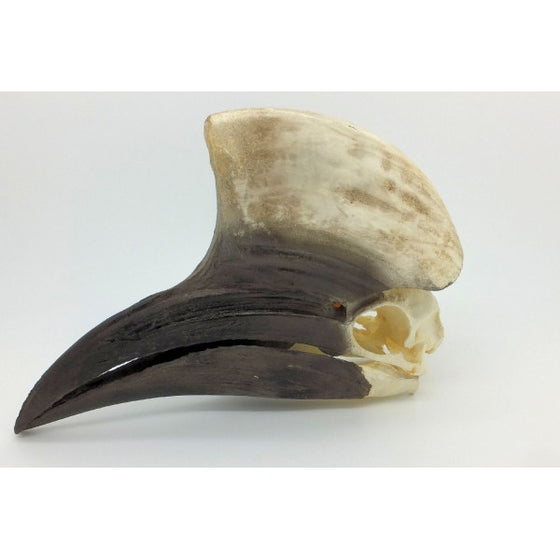 Yellow-Casqued Hornbill Skull (Male) - dinosaursrocksuperstore