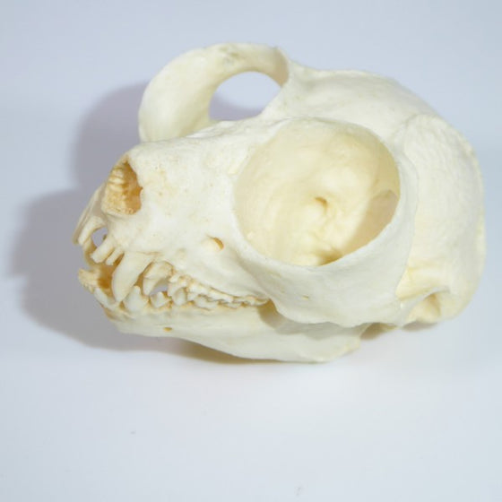 Pygmy Slow Loris Skull - dinosaursrocksuperstore