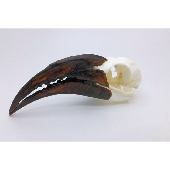 African Grey Hornbill Skull Male - dinosaursrocksuperstore
