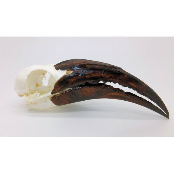 African Grey Hornbill Skull Male - dinosaursrocksuperstore