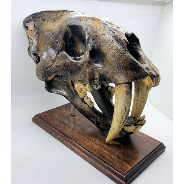 Sabertooth Cat Smilodon Skull Tarpit Finish - dinosaursrocksuperstore