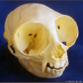 Owl Monkey Skull (Male) - dinosaursrocksuperstore