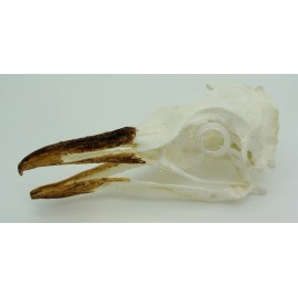 African Penguin Skull - dinosaursrocksuperstore