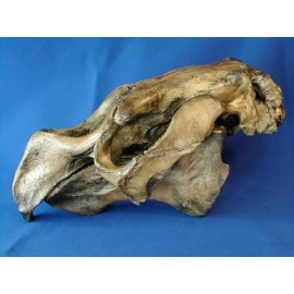 Steller's Sea Cow Hydrodamalias Gigas Skull - dinosaursrocksuperstore