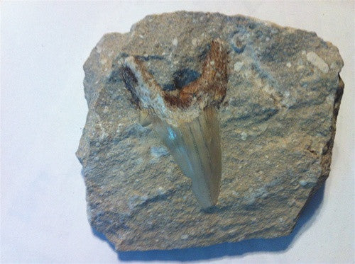 Genuine Shark Tooth Fossil in Matrix - dinosaursrocksuperstore