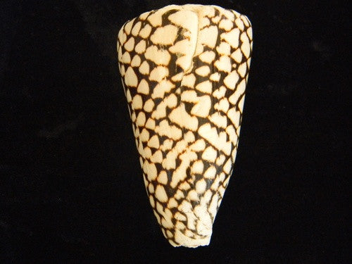 Marble Cone Seashell - Large - dinosaursrocksuperstore