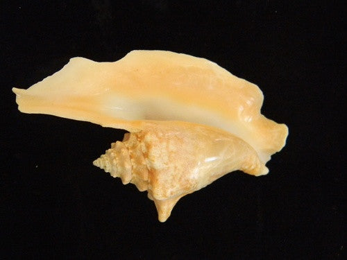 Strombus Gallus Rooster-Tail Conch Seashell - dinosaursrocksuperstore