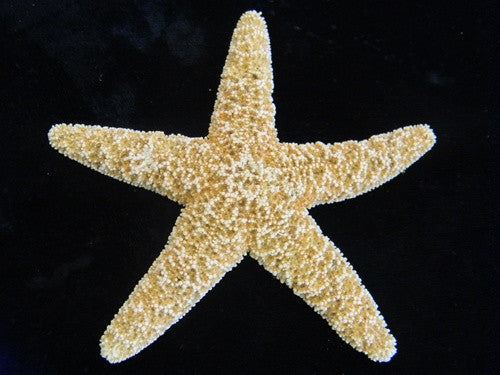 Sugar Starfish (Sea Star) Specimens - 5 Pack - dinosaursrocksuperstore