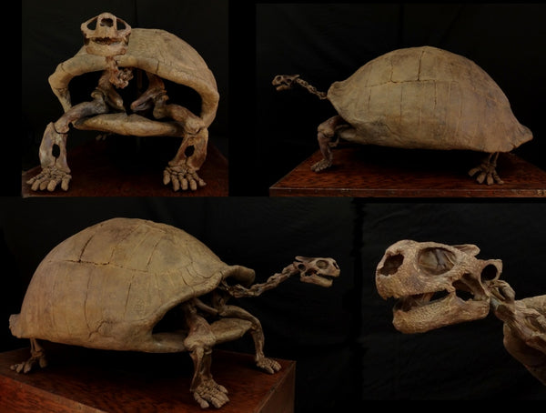 Ice Age Tortoise Skeleton Replica | DINOSAURS ROCK SUPERSTORE