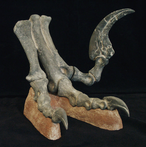 Utahraptor Foot Replica - dinosaursrocksuperstore