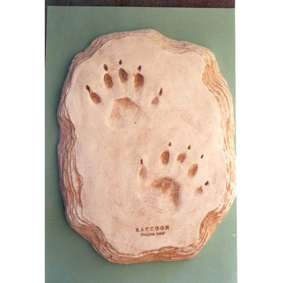 Raccoon Footprint (22x17cm) - dinosaursrocksuperstore