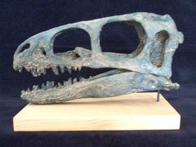 Zuni Coelurosaur Skull - Dinosaur Replica - dinosaursrocksuperstore