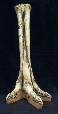 Gallimimus Foot Replica - dinosaursrocksuperstore