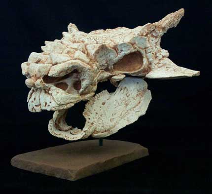 Minotaurasaurus Skull Replica with base - dinosaursrocksuperstore