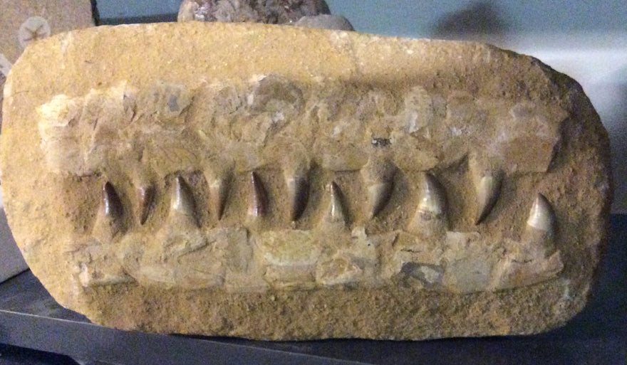 WARNING: DON'T GET SCAMMED - FAKE FOSSILS