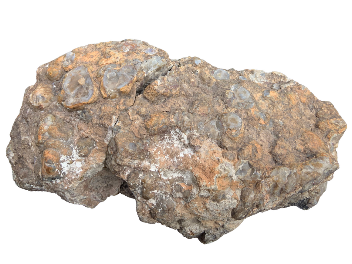 Dinosaur Coprolite – Fossilized Dino "POOP" 14" - 32LBS! (A6)