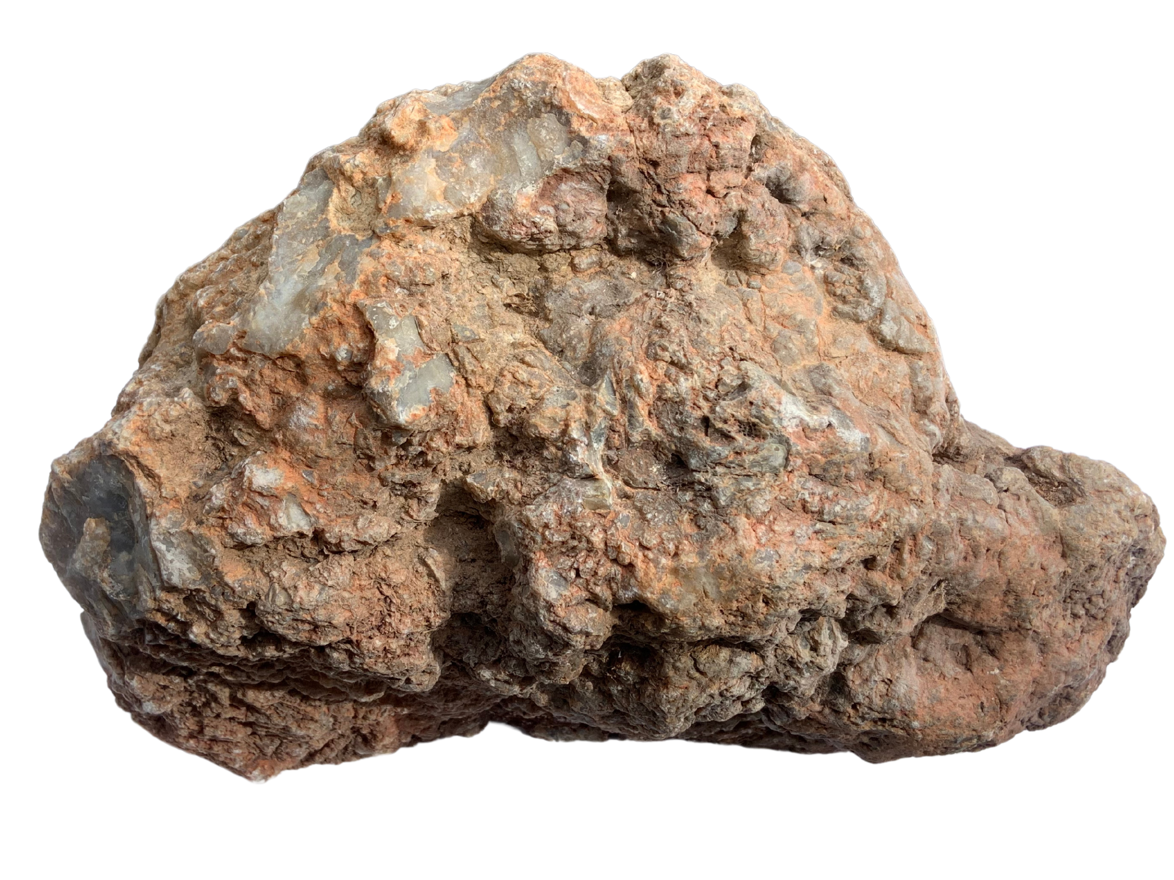 Petrified Dinosaur Poop Dinosaur Coprolite – Fossilized Dino 