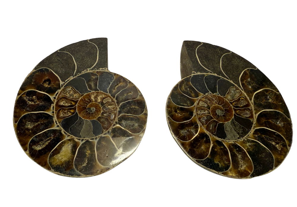 Ammonite Pair (AMN3) - Split & Polished - Madagascar - 3 Inches from DINOSAURS ROCK